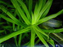 Star Grass